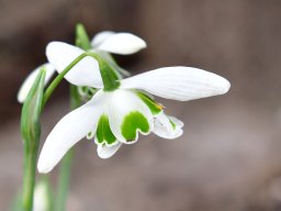 Arboretum Kalmthout - Sneeuwklokje (Galanthus)